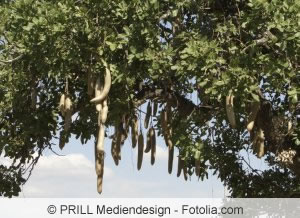 Leberwurstbaum Leberwurstbaum