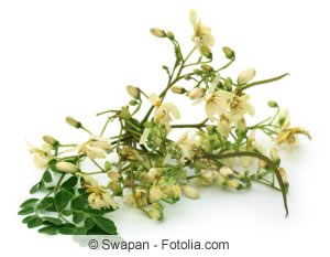 Blüten von Moringa Oleifera