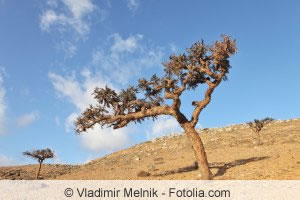 Weihrauchbaum Weihrauchbaum