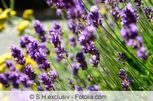 Lavendel