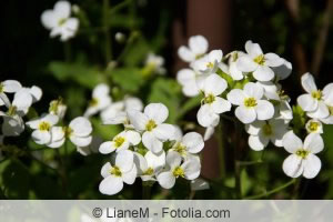 Arabis