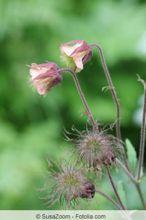 Geum urbanum