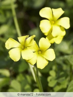 Geum urbanum