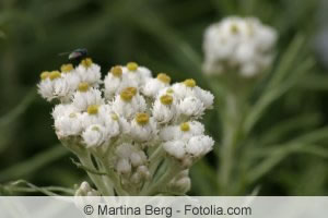 Perlkörbchen Blüte