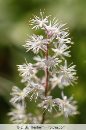 Tiarella