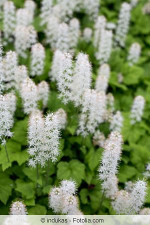 Tiarella