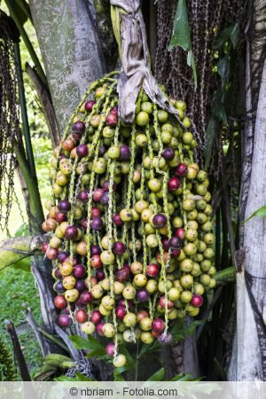 Früchte von Caryota