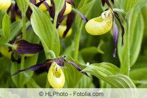 frauenschuh orchidee 14410014 300 fl