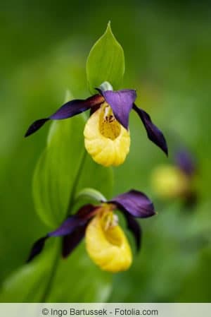 Paphiopedilum Orchidee