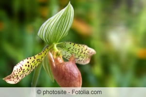 Frauenschuh Orchidee Frauenschuh Orchidee