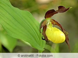 gelbe Frauenschuh Orchidee