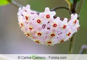 Blüten der Hoya