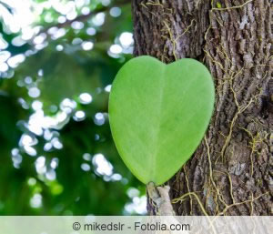 Herzpflanze in der Natur