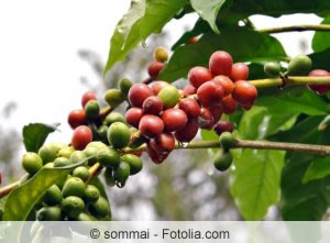 Bohnen Coffea arabica