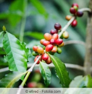 Kaffeebaum Coffea arabica