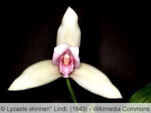 Lycaste Orchidee Lycaste Orchidee