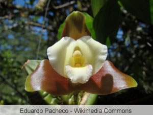 Lycaste Orchidee in der Natur