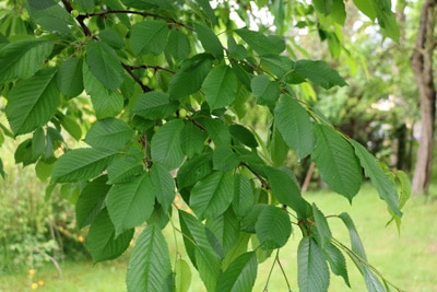 Kirschbaum Obst anbauen