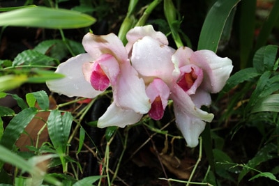 Lycaste-Orchidee