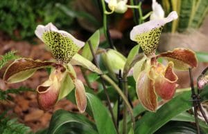 Paphiopedilum