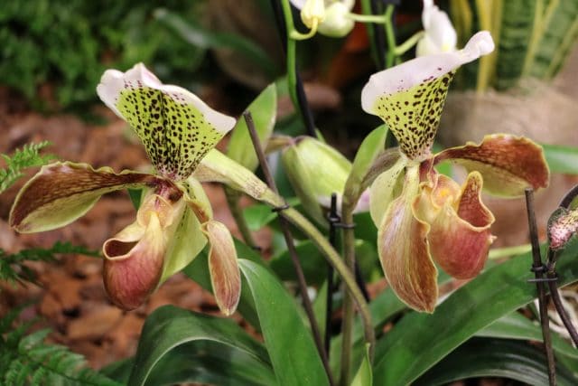 Paphiopedilum