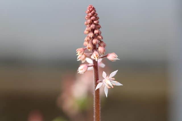 Schaumblüte