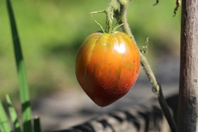 Gelbkragen Tomatenkrankheiten