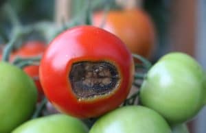 Tomatenkrankheiten
