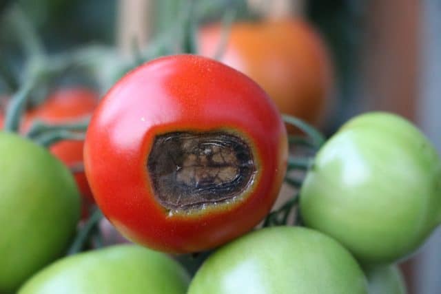 Tomatenkrankheiten