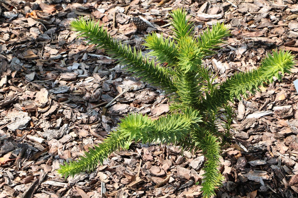 Araukarien (Araucaria), winterharte Pflanzen