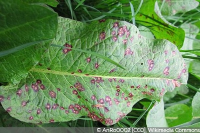 Cercospora