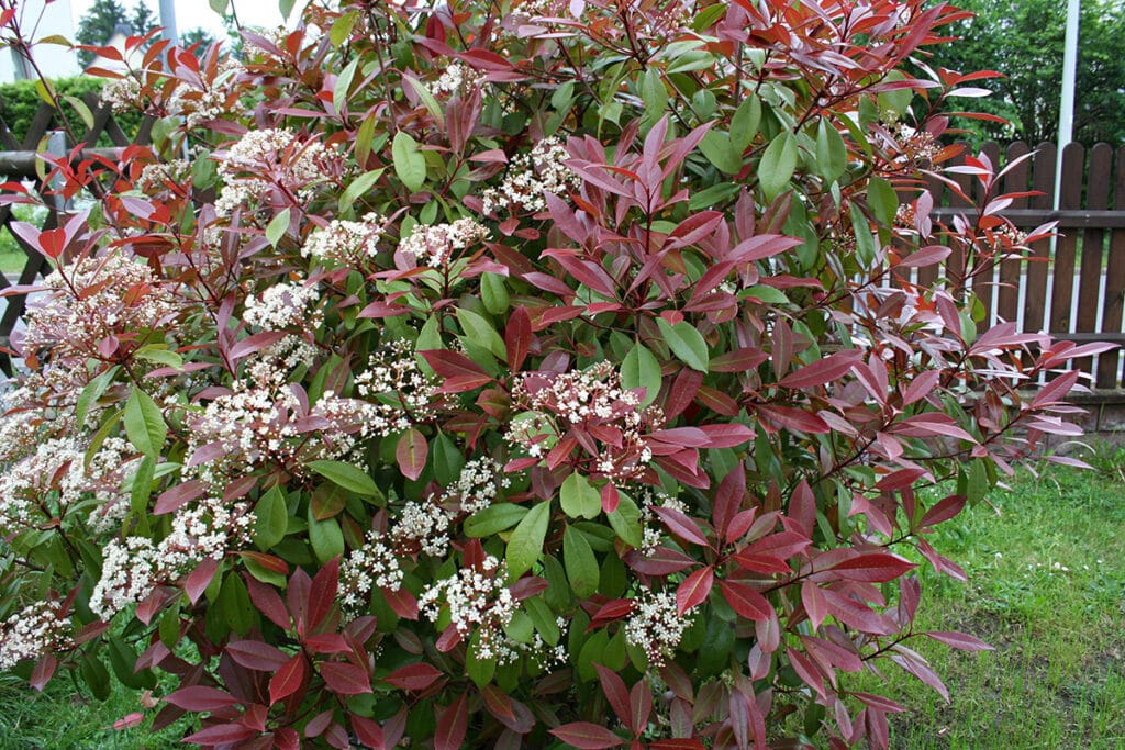 Rotlaubige Glanzmispel (Photinia fraseri)