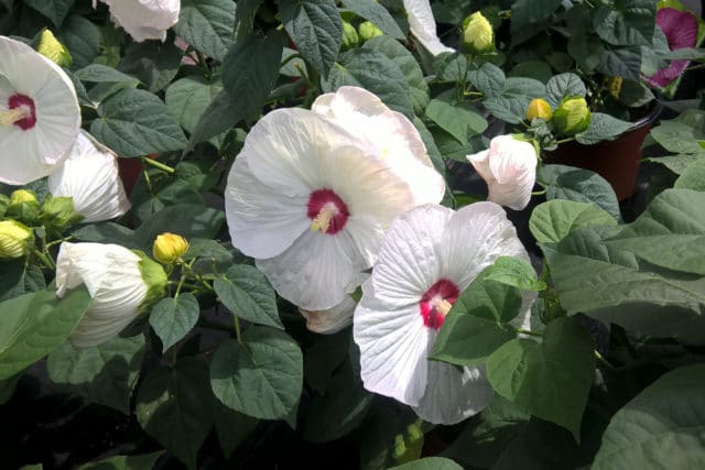 Hibiskus