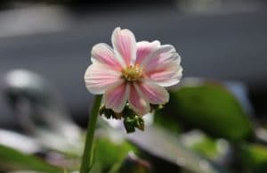 Bitterwurz Lewisia cotyledon