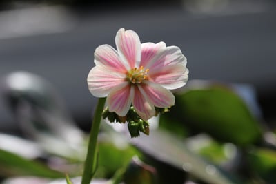 Bitterwurz Lewisia cotyledon