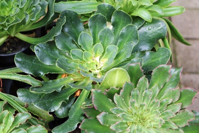 Bitterwurz Lewisia cotyledon