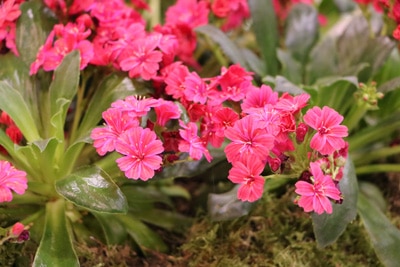 Bitterwurz Lewisia cotyledon