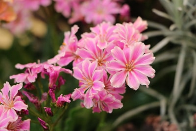 Bitterwurz Lewisia cotyledon