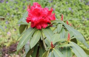 Rhododendron