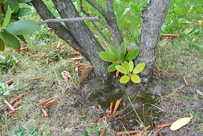 Rhododendron