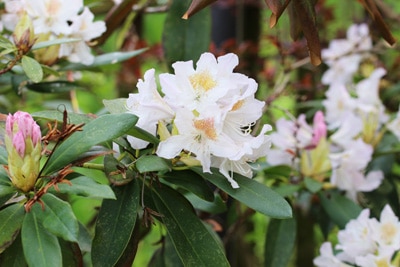 Rhododendron