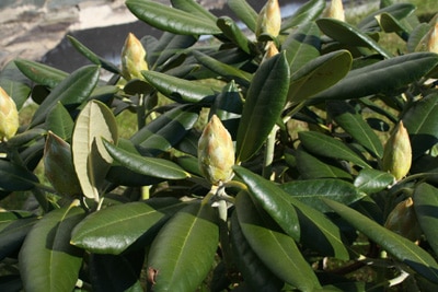 Rhododendron