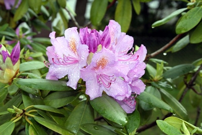 Rhododendron