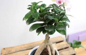 Ficus Ginseng Bonsai