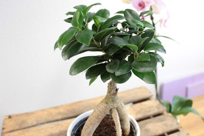 Ficus Ginseng Bonsai