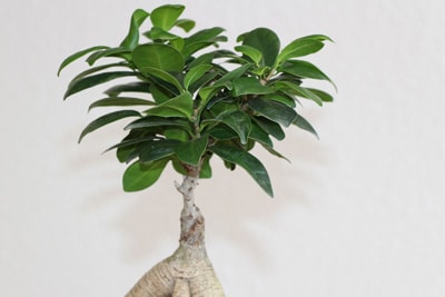 Ficus Ginseng Bonsai