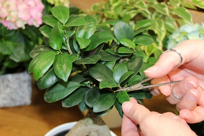 Ficus Ginseng Bonsai