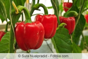 Paprika anbauen Paprika anbauen