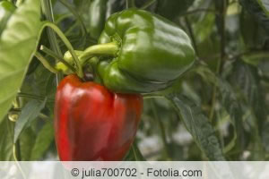 roter Paprika