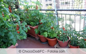 Tomaten auf dem Balkon Tomaten auf dem Balkon
